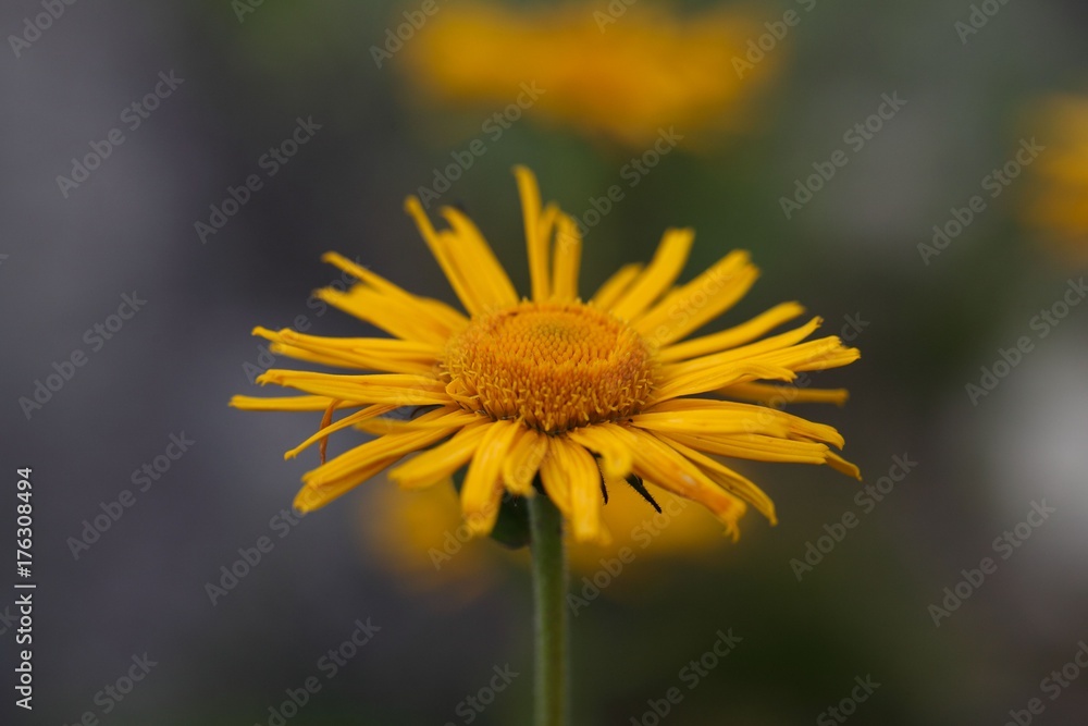 A flower of Xerolekia speciosissima A flower of Xerolekia speciosissima