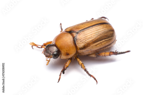 close up may beetle or cockchafer isolated on white background
