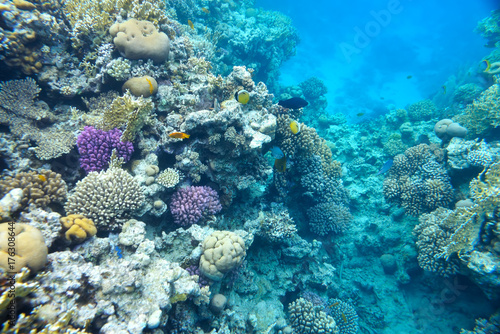 beautiful and diverse coral reef and fish of sea
