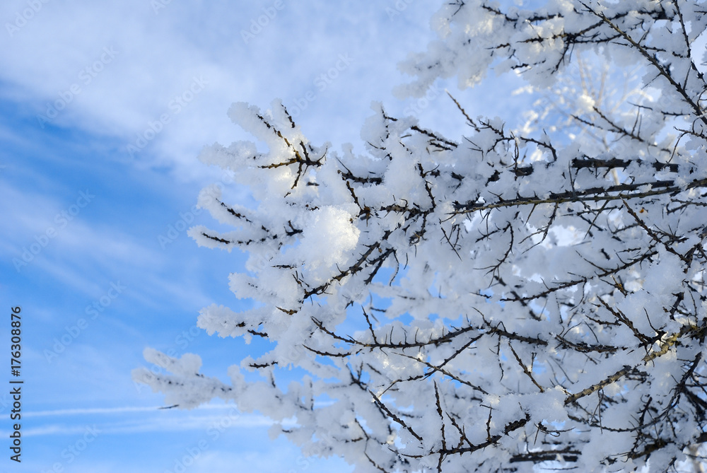 The larch tree branches covered with snow against the background of the blue sky.