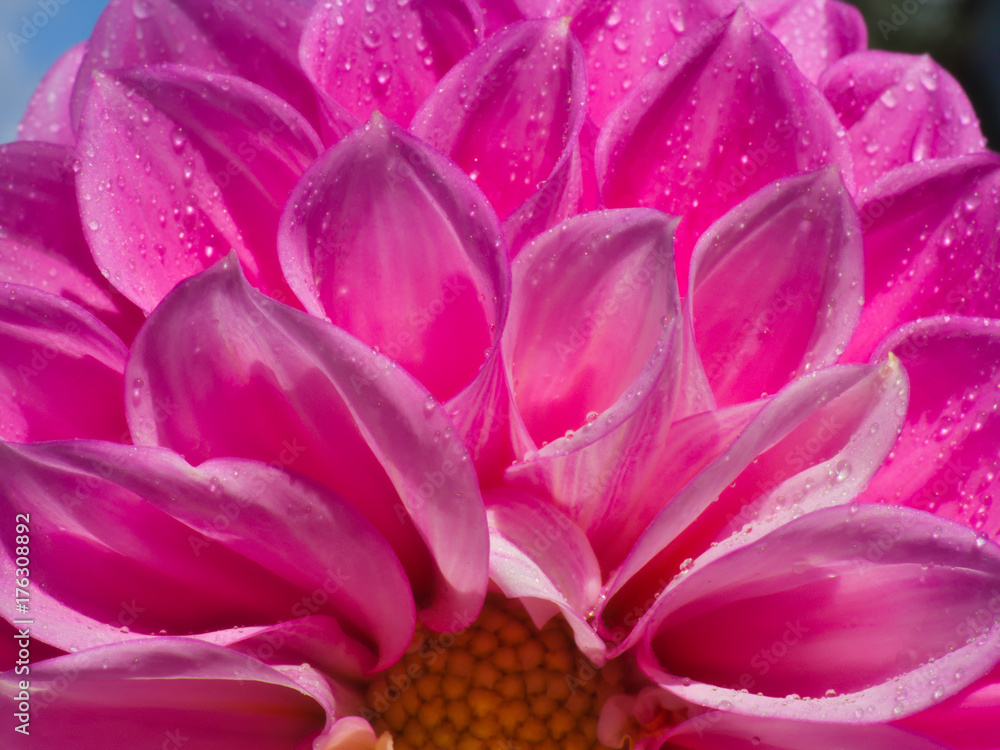 Pink dahlia flower with water droplets on the petals