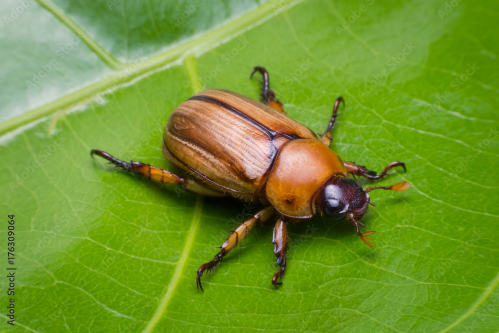 close up may beetle or cockchafer on leave green close up may beetle or cockchafer on leave green