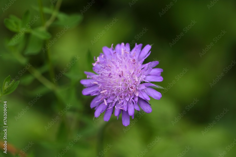 Flower of a Wood Scabious
