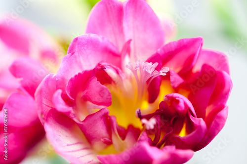 Beautiful freesia flower with details 