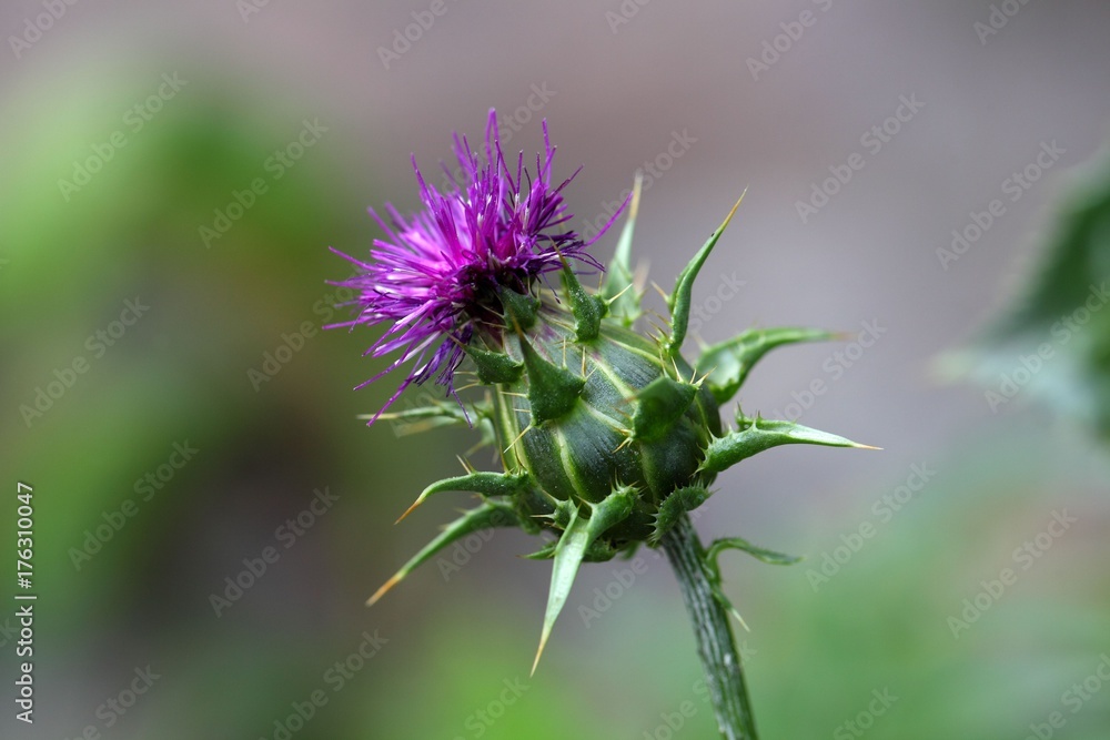 Scotch Thistle (Silybum marianum) Scotch Thistle (Silybum marianum)