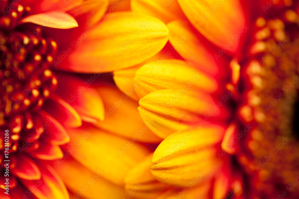 Gerbera jamesonii - beautiful flower with macro details
