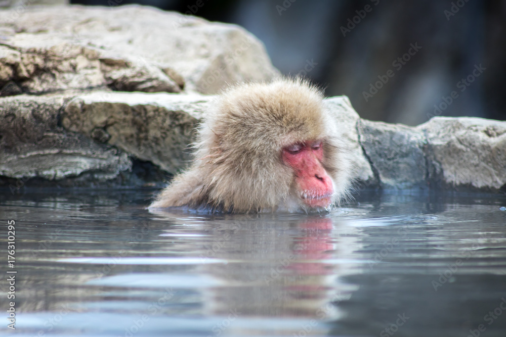 Fototapeta premium Macaque Relaxing In Onsen