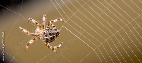 Spider building web