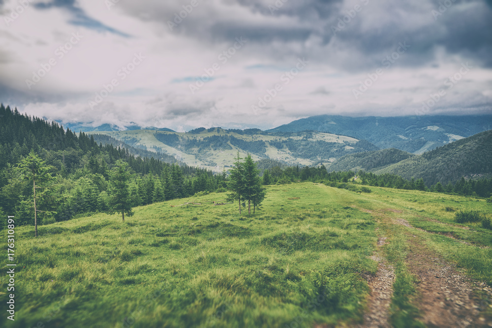 Fototapeta premium beautiful forest landscape in the Carpathian mountains
