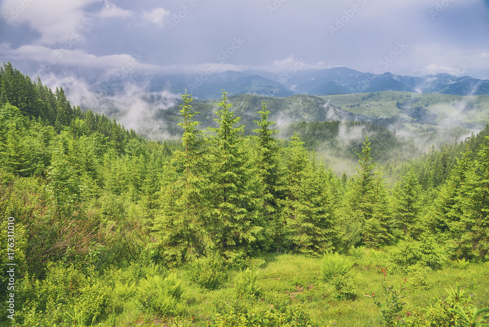 beautiful forest landscape in the mountains
