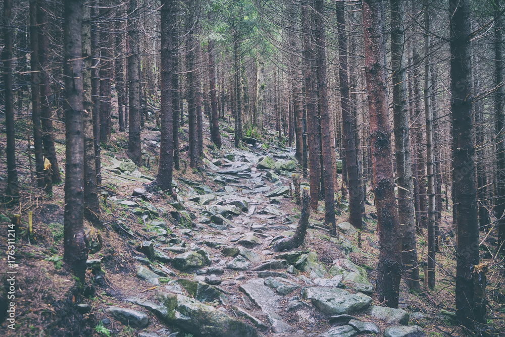 path in the forest in the Carpathian mountains path in the forest in the Carpathian mountains