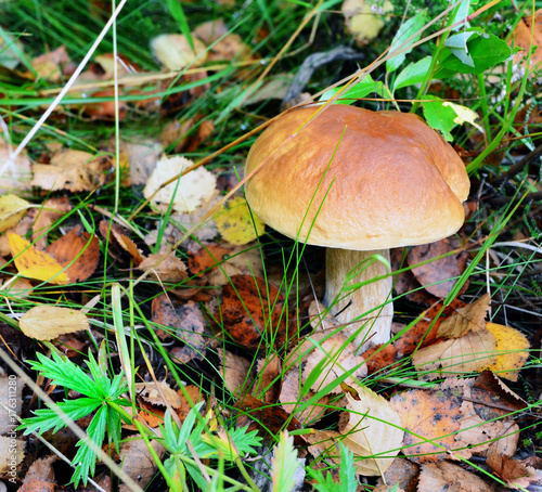 Boletus among a forest grass and fallen leaves.