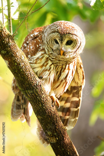 Barred owl (Strix varia) sitting on a tree photo