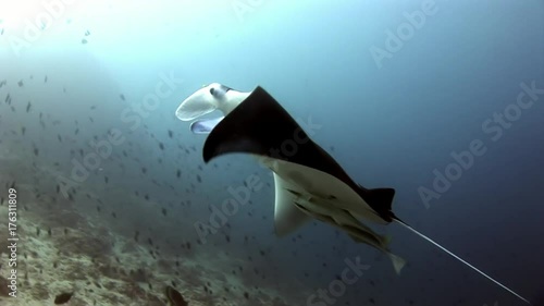 Manta ray and remora fish underwater background of reflection sun in Maldives. Unique amazing video footage. Abyssal relax diving. Natural aquarium of sea and ocean. Beautiful animals. photo