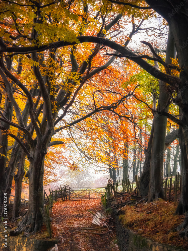 Autumn Secret Pathway
