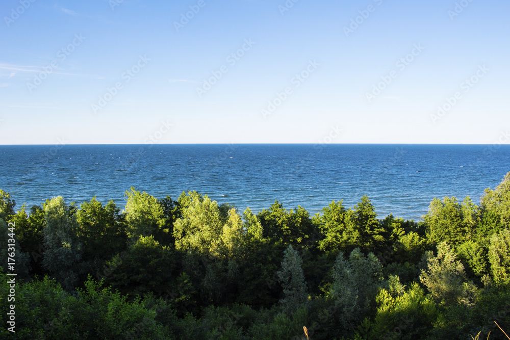 green thick forest by the sea