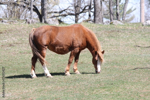 Brown colored horse in a small pasture, early in the spring season.