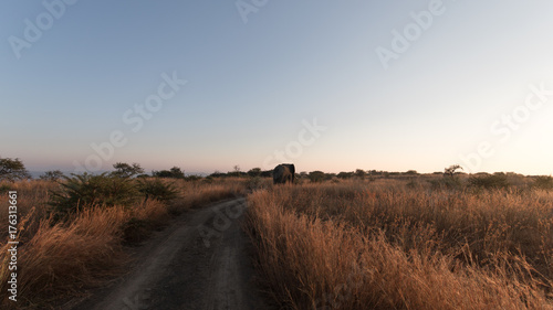 Bull Elephant, Nambiti Game Reserve, South Africa.