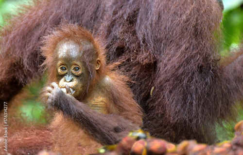 Mother orangutan and cub in a natural habitat. Bornean orangutan (Pongo  pygmaeus wurmmbii) in the wild nature. Rainforest of Island Borneo. Indonesia.
 photo