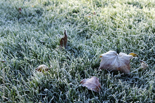 Frozen grass with leaves close up