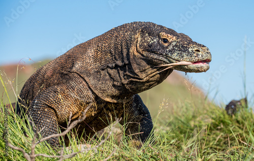 Komodo dragon ( Varanus komodoensis ) with the  forked tongue sniff air. Biggest in the world living lizard in natural habitat. Island Rinca. Indonesia. © Uryadnikov Sergey