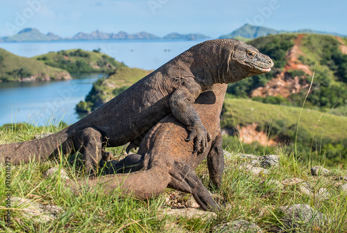 Fototapeta Naklejka Na Ścianę i Meble -  The Fighting Comodo dragon (Varanus komodoensis) for domination. It is the biggest living lizard in the world. Island Rinca. Indonesia.