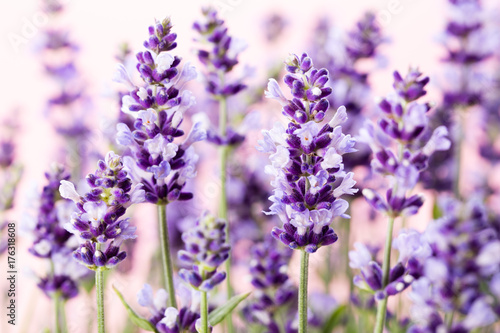 Lavender flowers.