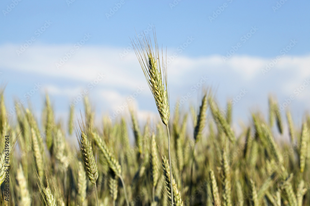 Fototapeta premium immature green grass