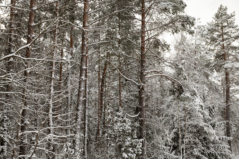 forest in winter forest in winter