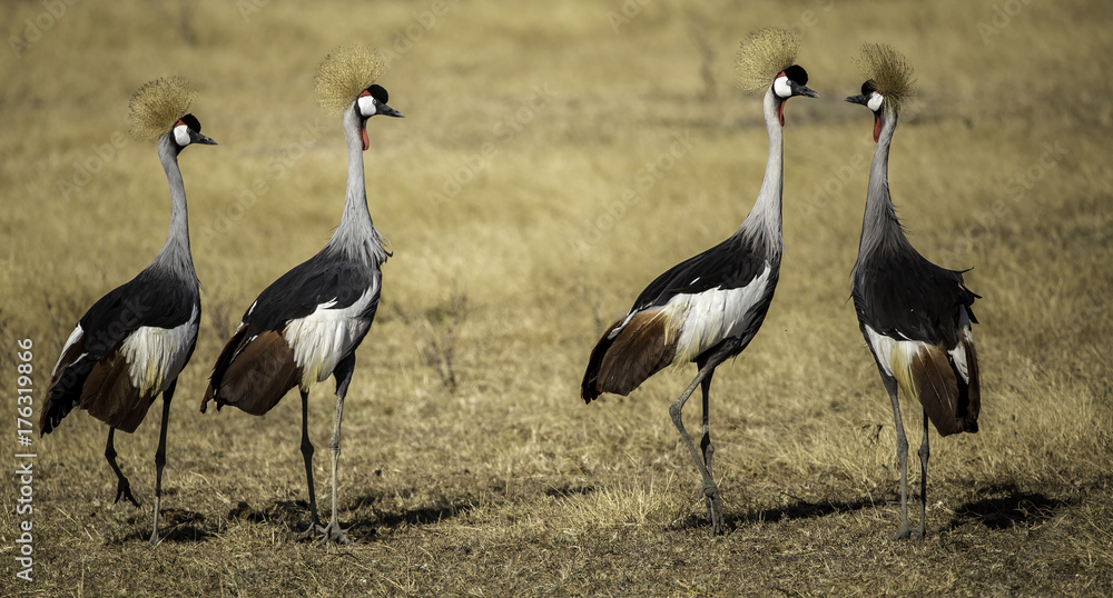 Obraz premium Crane coordination