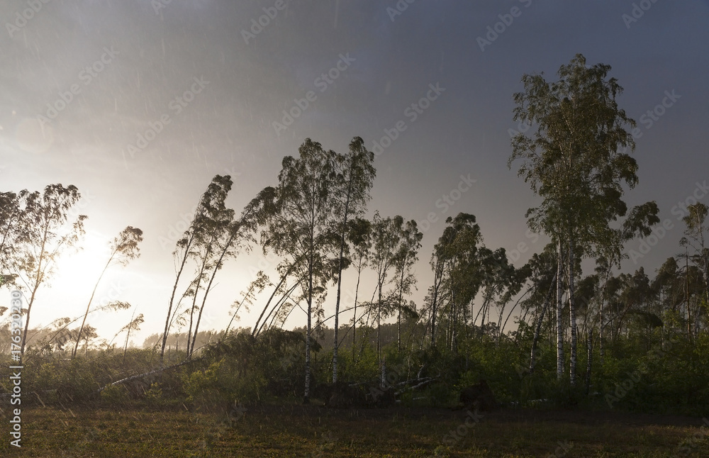 Fototapeta premium broken trees after a storm