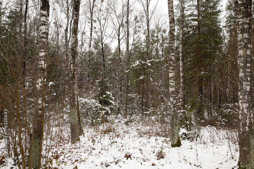 Fototapeta premium Winter time