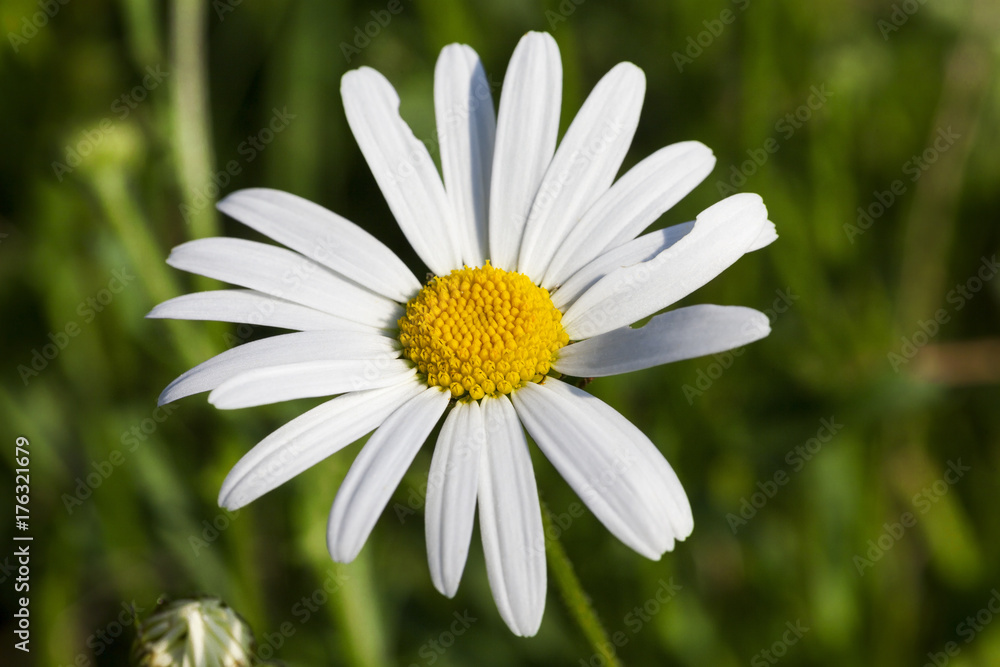 Obraz premium White daisies, close-up