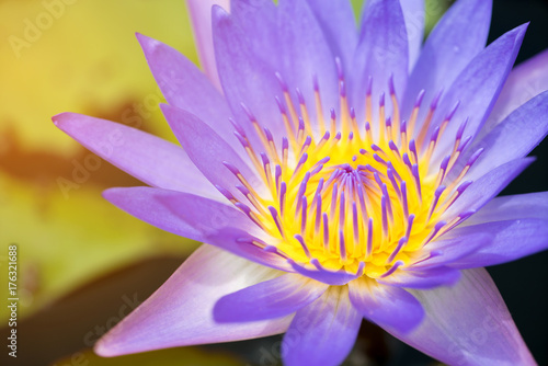 close up pollen purple lotus