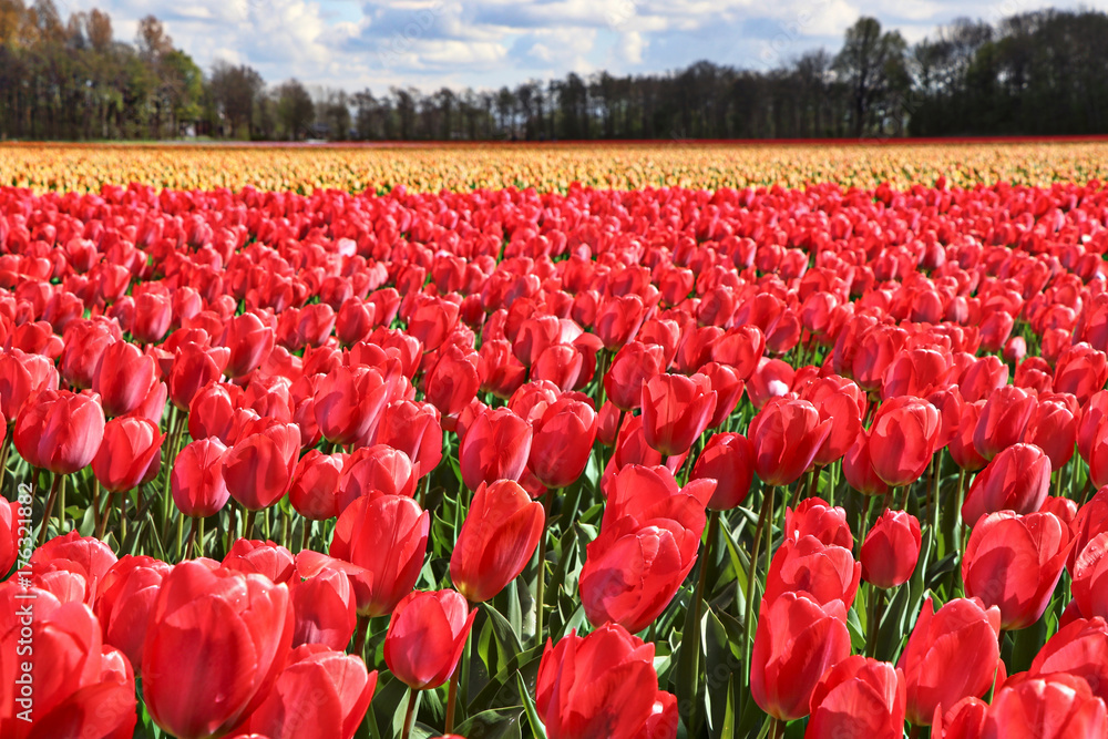 Netherlands (Holland) Netherlands (Holland)