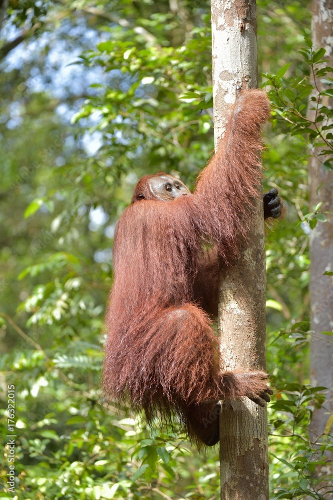 Naklejka premium Great Ape on the tree. Male of Central Bornean orangutan ( Pongo pygmaeus wurmbii ) in natural habitat. Wild nature in Tropical Rainforest of Borneo.