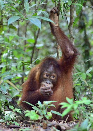 Central Bornean orangutan ( Pongo pygmaeus wurmbii ) in natural habitat. Wild nature in Tropical Rainforest of Borneo. Indonesia