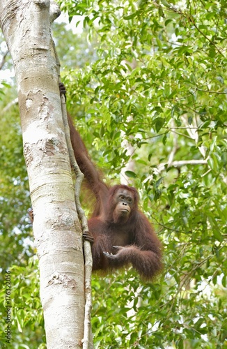Great Ape on the tree. Central Bornean orangutan ( Pongo pygmaeus wurmbii ) in natural habitat. Wild nature in Tropical Rainforest of Borneo.