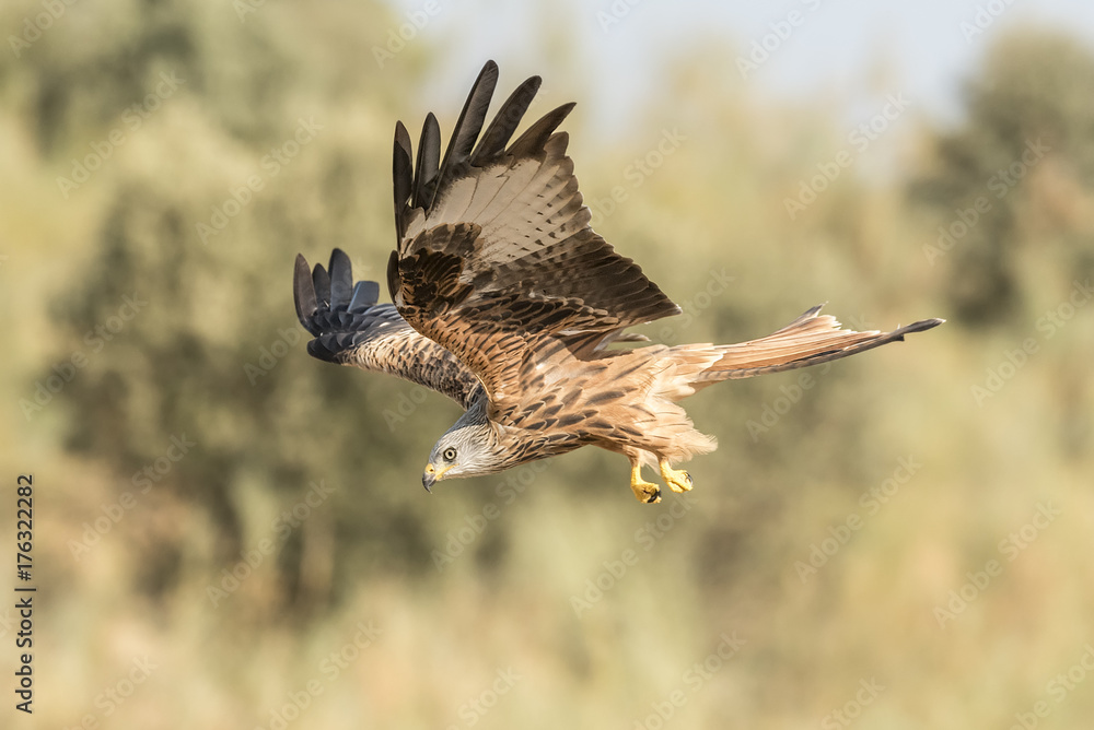 Fototapeta premium Red Kite