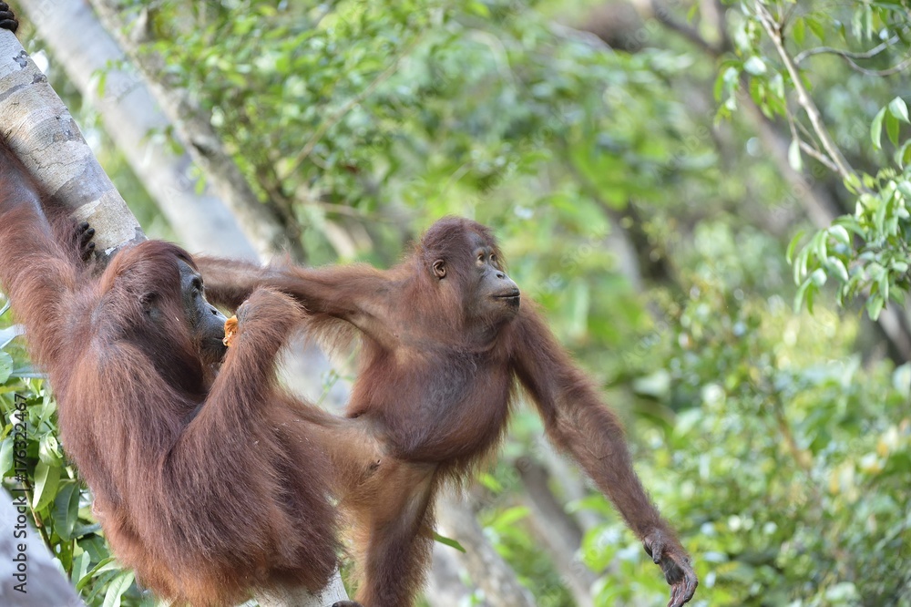 Fototapeta premium Central Bornean orangutan ( Pongo pygmaeus wurmbii ) in natural habitat. Wild nature in Tropical Rainforest of Borneo. Indonesia