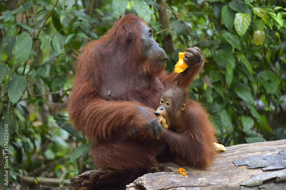 Fototapeta premium Mother orangutan and cub eating. In a natural habitat area. Bornean orangutan (Pongo pygmaeus wurmbii) in the wild nature. Rainforest of Island Borneo. Indonesia.
