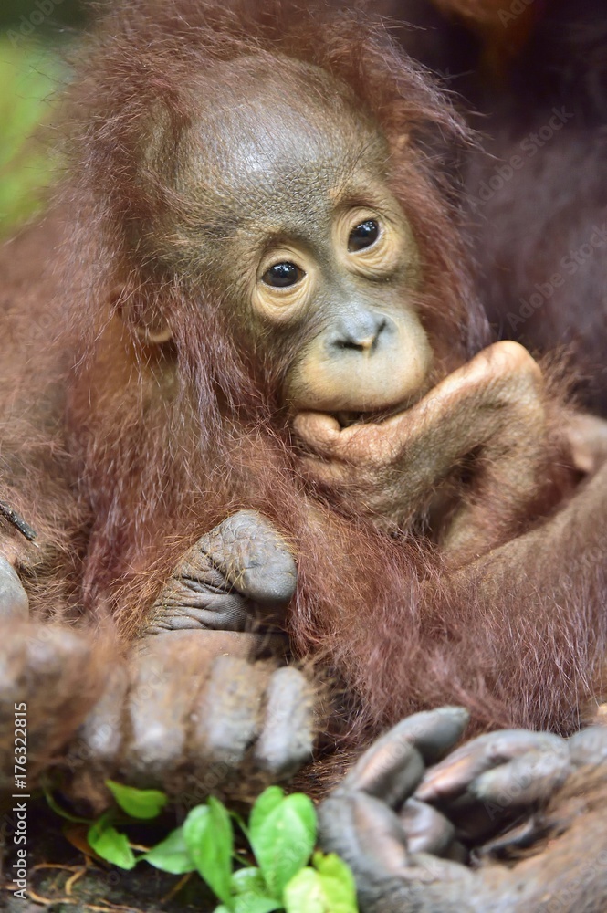 Fototapeta premium Cub of Central Bornean orangutan ( Pongo pygmaeus wurmbii ) in natural habitat. Wild nature in Tropical Rainforest of Borneo. Indonesia