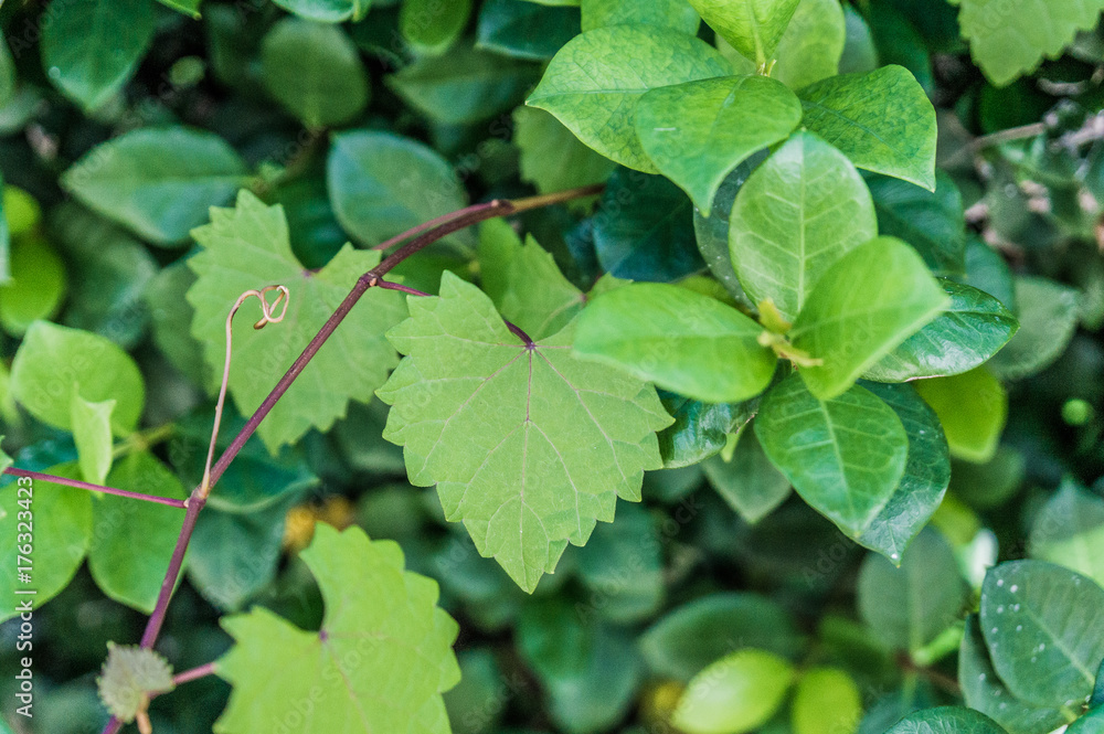 heart shaped jagged leaf on a vine in selective focus heart shaped jagged leaf on a vine in selective focus