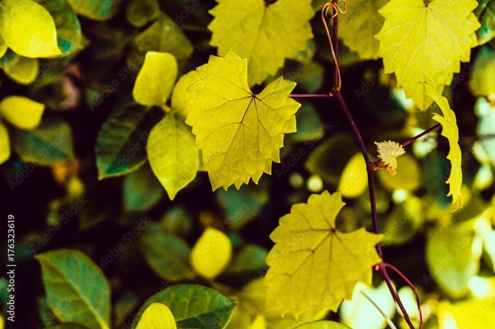 heart shaped jagged leaf on a vine in selective focus heart shaped jagged leaf on a vine in selective focus