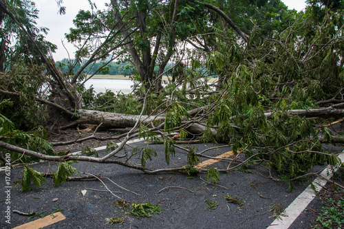 Foto The tree was destroyed by the storm's intensity