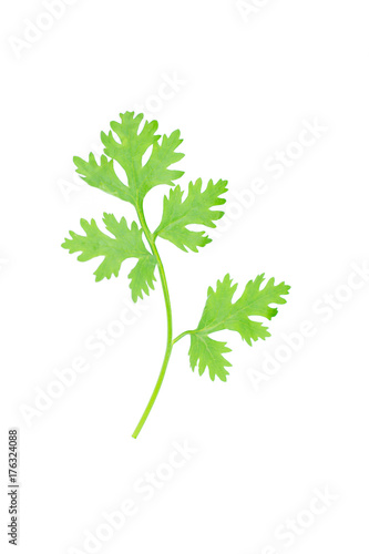 Green coriander leaves isolation on a white background