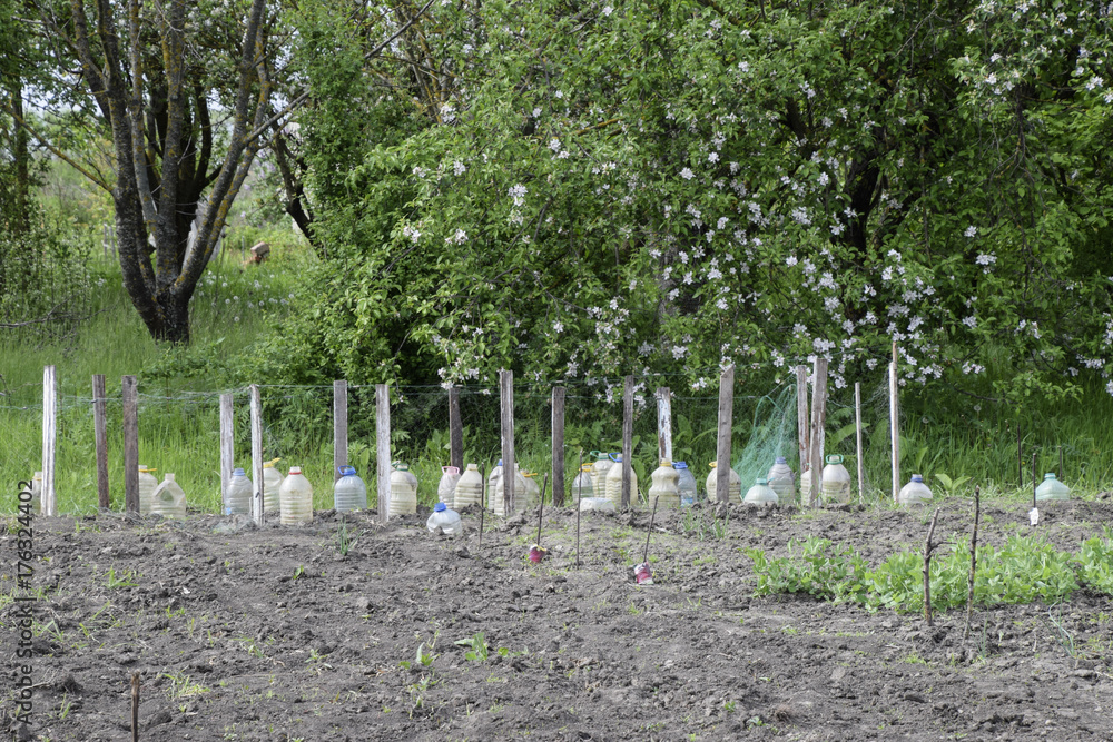 Use of plastic bottles to protect seedlings of vegetables from p Use of plastic bottles to protect seedlings of vegetables from p