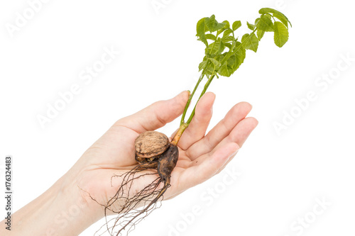 Female hand holds  seedling of a walnut, isolated on white background photo