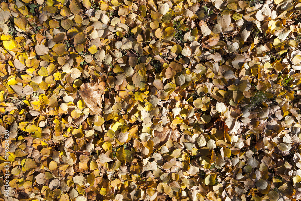foliage on the ground foliage on the ground