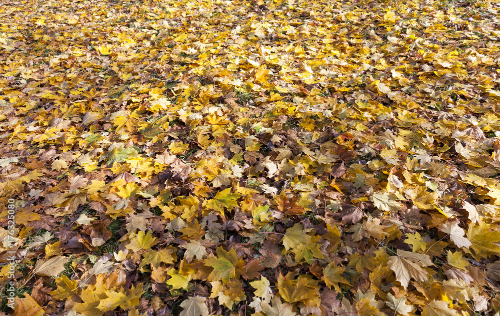 fallen autumn leaves fallen autumn leaves